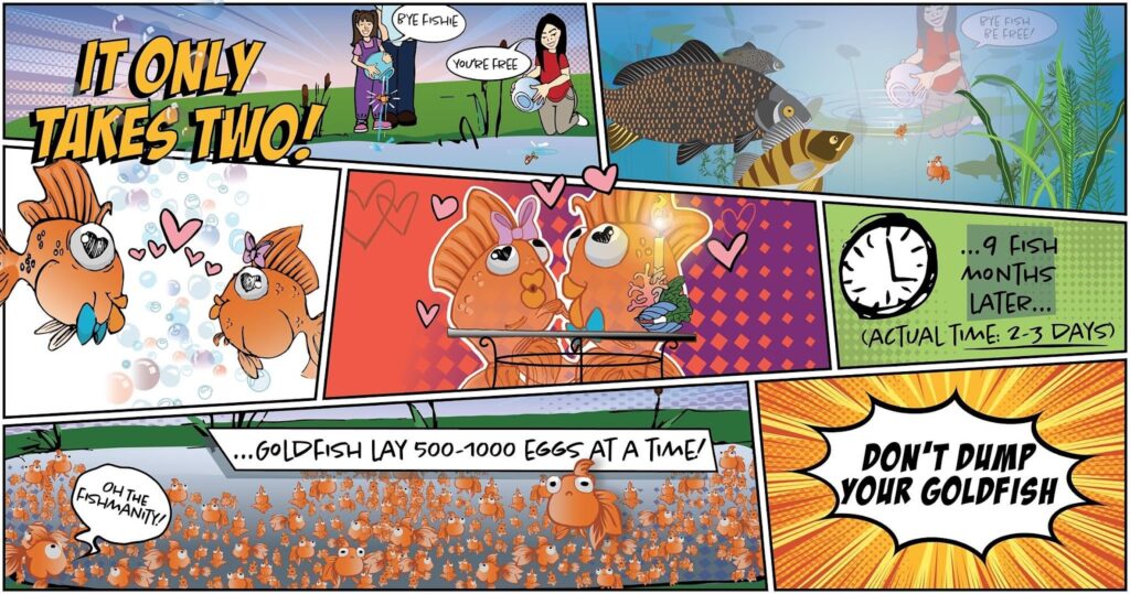 A colorful, comic style illustration warns against releasing pet goldfish into local waterways. The first panel features bold text reading “It only takes two!” and shows two people kneeling beside a pond, each pouring a bowl to release goldfish into the water. An underwater scene shows the goldfish swimming among aquatic plants and other fish. Subsequent panels depict two goldfish falling in love: first meeting with hearts floating around them to suggest love at first sight, followed by a romantic dinner scene where the pair sit together at a small table surrounded by hearts. The next panel shows a clock and text reading “9 fish months later… (actual time: 2–3 days).” The bottom left panel shows a dense swarm of hundreds of goldfish filling the water, with text reading “goldfish lay 500-1000 eggs at a time!” and one fish saying “Oh the fishmanity!” The final panel features bold text in a starburst: “Don’t dump your goldfish.”